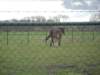 dscn2445_small.jpg