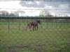 dscn2446_small.jpg