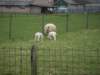 dscn2450_small.jpg